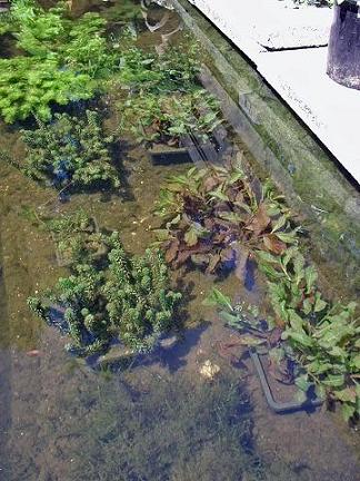Helder water en groeiende zuurstofplanten wijzen op goede waterwaarden